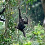 A Journey Through Afi Mountain Wildlife Sanctuary: Nigeria’s Hidden Treasure [2023]